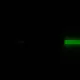 Fender Pro Glow In The Dark 5,5m Green